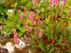 2013-08-18_Regina-F-Rau_Schachen_Blumen  (056).JPG